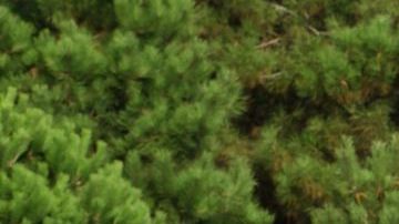 Honda Fit / Foto: Shutterstock