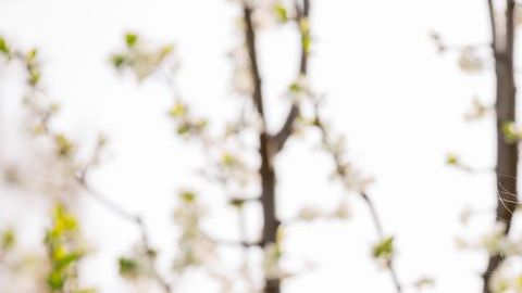 Los smothies son una excelente alternativa para fortalecer tu organismo en temporada de alergías.