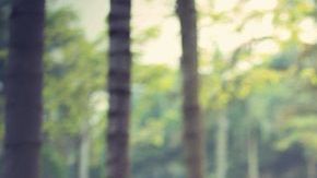 shutterstock_520017307