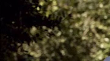 Fragmento de la cinta The Hunt.