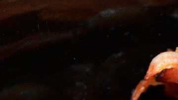 El empleo sólo es para un día, pero probarías muchos platillos con tocino y te pagarían bien.