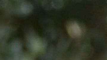 Los hijos de John Catsimatidis incluso donaron a la campaña del presidente Trump.