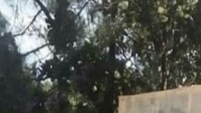 VIDEO: Enemigo de El Mencho se queda sin "El Monstruo", troca blindada capaz de resistir arsenal