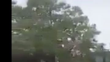 VIDEO La Familia Michoacana y El Zarco mandan temible mensaje a el CJNG y El Mencho