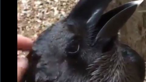 ¿Podrías decir de qué animal se trata?