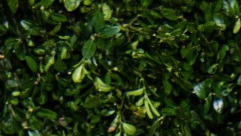 Yalitza Aparicio, la estrella de la película "Roma"