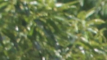 El supuesto delito sucedió en Crown Heights