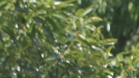 El supuesto delito sucedió en Crown Heights