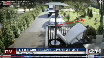 Una niña en Illinois tuvo la suerte de escapar de un ataque de coyote en su  patio.