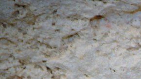 108530201_cubangreaterfunnel-earedbat2zsl