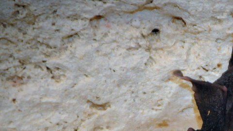 108530201_cubangreaterfunnel-earedbat2zsl