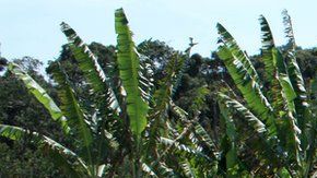 108740885_jaimecreditoviniciusmendes