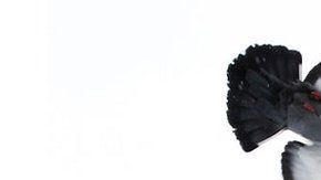 108805327_gettyimages-938576954-1