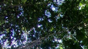 El árbol ganador del récord está en el norte de Brasil.