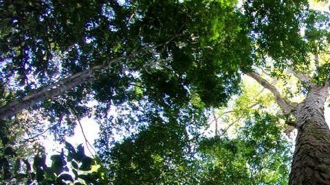 El árbol ganador del récord está en el norte de Brasil.