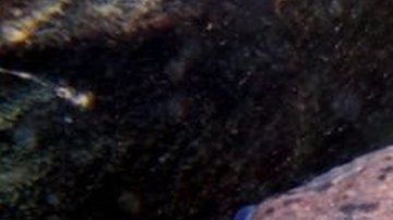 La nueva especie fue descubierta en un lugar inesperado.