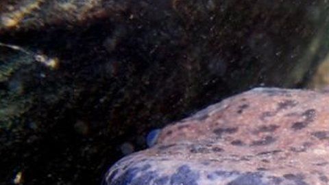 La nueva especie fue descubierta en un lugar inesperado.