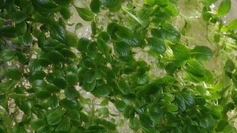 Yuichi Mori se inspiró en las membranas utilizadas en los riñones artificiales para desarrollar películas de polímeros para su uso en la agricultura.