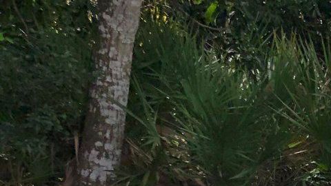 Porsche 911S  de 1973