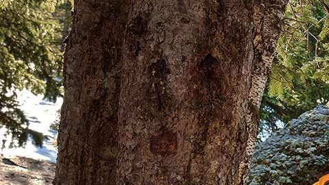 La Jeep Wrangler es todo en uno: todo terreno, SUV y un auto con muchos lujos