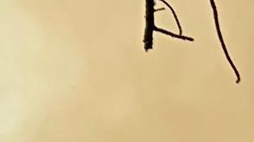 El incendio Walker en el Bosque Nacional Plumas, es el mayor de California.