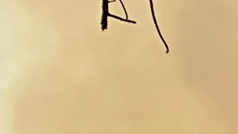 El incendio Walker en el Bosque Nacional Plumas, es el mayor de California.