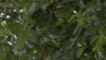 El juez Dana Sabraw tiene que definir con mayor exactitud las pautas para separar familias en la frontera.