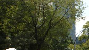 La marcha del silencio