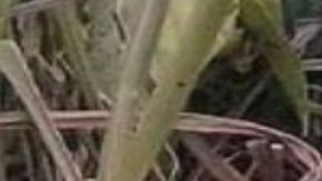 A mujer le mutilan los dedos y la dejan muerta en zona que se pelean el CJNG y Los Zetas