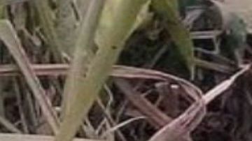 A mujer le mutilan los dedos y la dejan muerta en zona que se pelean el CJNG y Los Zetas