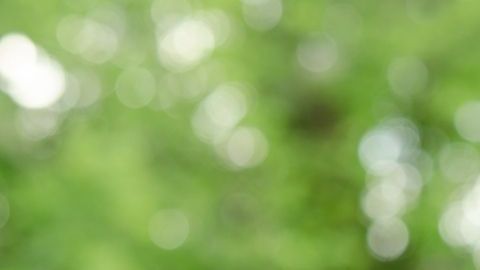 Las semillas de chía tienen la virtud de captar y retener 10 o 12 veces su peso en agua por eso son como reservorios de agua una vez ingeridas que ayudan a mantener al cuerpo hidratado.