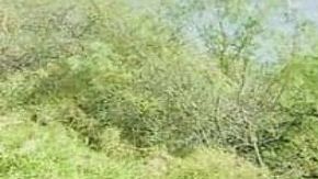 Alertan por alianza entre el CJNG y Los Metros cerca de la frontera