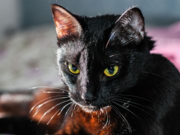 Muchos gatos negros se usan en rituales en este mes.