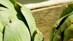 entre las principales propiedades de este remedio natural se encuentran sus beneficios: digestivos, excesos de ácido úrico, gota, reumas, cálculos en la vesícula biliar y padecimientos renales.