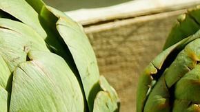 entre las principales propiedades de este remedio natural se encuentran sus beneficios: digestivos, excesos de ácido úrico, gota, reumas, cálculos en la vesícula biliar y padecimientos renales.