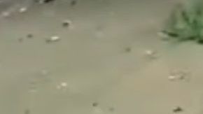 Las autodefensas pelean contra narcotraficantes sin darles tregua.