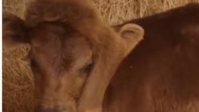 El animal se llama Elsie.