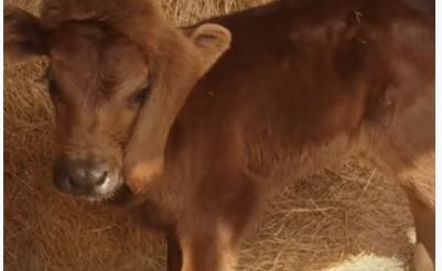 El animal se llama Elsie.