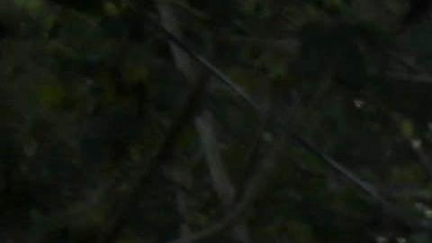 La nueva caravana inició este miércoles su recorrido desde el norte de Honduras.