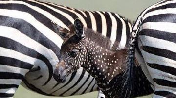 Las cebras que se destacan demasiado de sus pares, como es el caso de la pequeña Tira, se convierten en un blanco fácil.