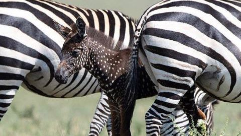 Las cebras que se destacan demasiado de sus pares, como es el caso de la pequeña Tira, se convierten en un blanco fácil.