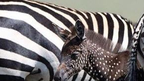 Las cebras que se destacan demasiado de sus pares, como es el caso de la pequeña Tira, se convierten en un blanco fácil.