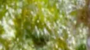 Chiquis Rivera y Lorenzo Méndez