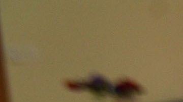 Se ha encontrado que el dominio de varias lenguas ayuda a desempeñar tareas nuevas mejor.