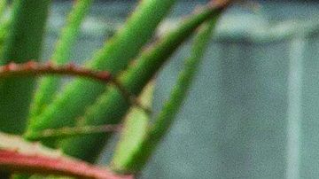 Danny Mena by (c) Aaron Adler (2)