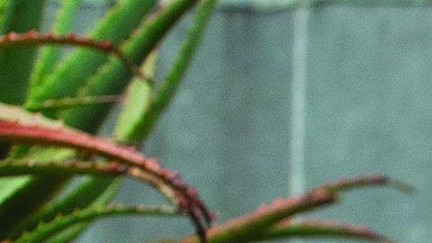 Danny Mena by (c) Aaron Adler (2)