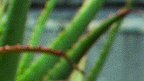 Danny Mena by (c) Aaron Adler (2)