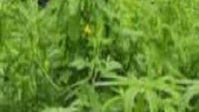 Dejan un muerto a balazos y torturado en territorio de El Mayo Zambada