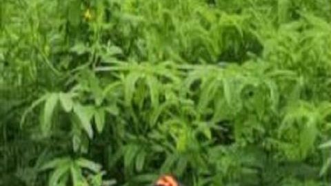 Dejan un muerto a balazos y torturado en territorio de El Mayo Zambada