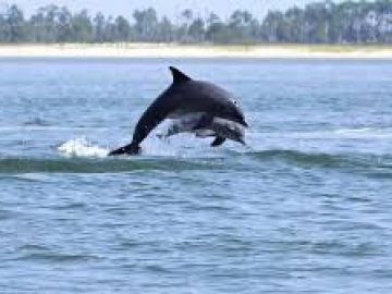 Delfines celebran haber sido liberados de las redes de pesca en las que quedaron atrapados.